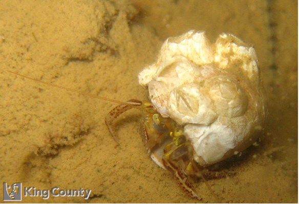 Photo of Elassochirus tenuimanus